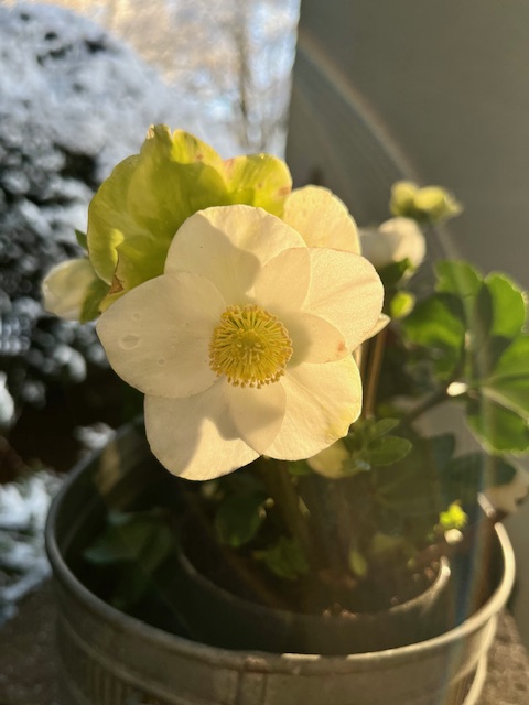 Christrose